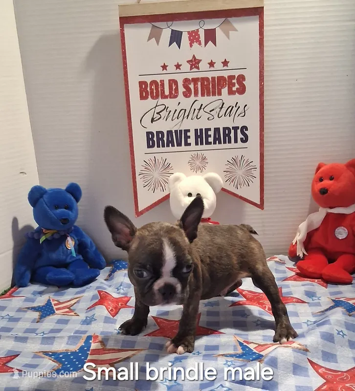 Dark brindle boy – Boston Terrier puppy for sale in Willard, NC