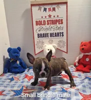 Dark brindle boy, a male Boston Terrier for sale in Willard, NC – 1 of 1