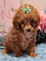 Apricot, a male Poodle - Toy  for sale in Willard, NC – 1 of 1