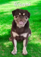 Peggy girl, a female Pug for sale in Willard, NC – 3 of 3