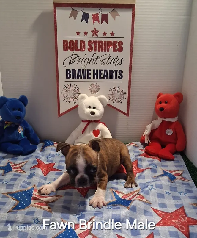 Fawn brindle boy – Boston Terrier puppy for sale in Willard, NC