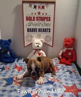 Fawn brindle boy, a male Boston Terrier for sale in Willard, NC – 1 of 1