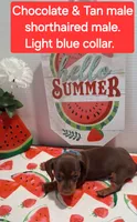 Blue collar, a male Miniature Dachshund for sale in Willard, NC – 1 of 1