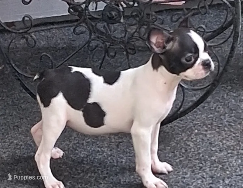 Yakova – Boston Terrier puppy for sale in Willard, NC