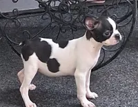 Yakova, a female Boston Terrier for sale in Willard, NC – 1 of 1
