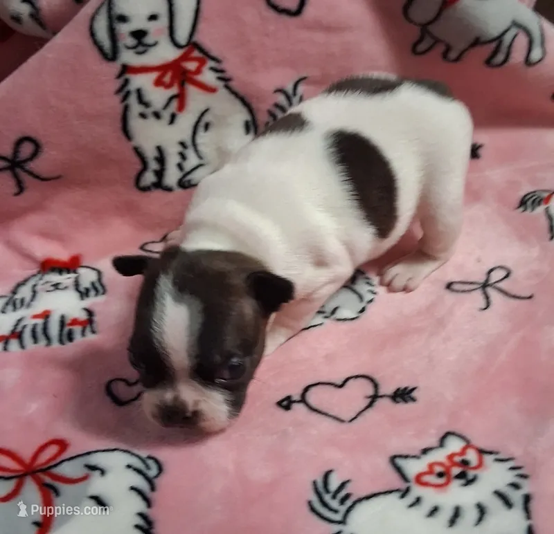 Spotty girl – Boston Terrier puppy for sale in Willard, NC