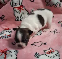 Spotty girl, a female Boston Terrier for sale in Willard, NC – 1 of 2