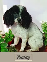 Blackie, a male Poodle - Toy  for sale in Willard, NC – 3 of 3