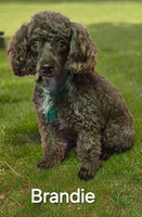 Blackie, a male Poodle - Toy  for sale in Willard, NC – 2 of 3