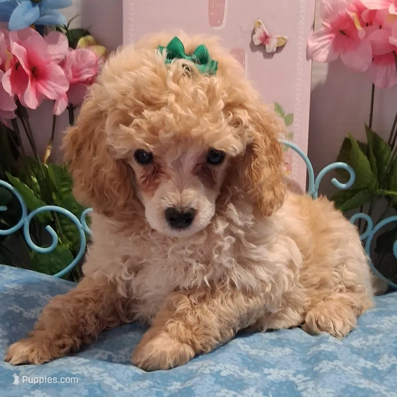 Creamy – Poodle - Toy  puppy for sale in Willard, NC