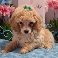 Creamy, a male Poodle - Toy  for sale in Willard, NC – 1 of 1