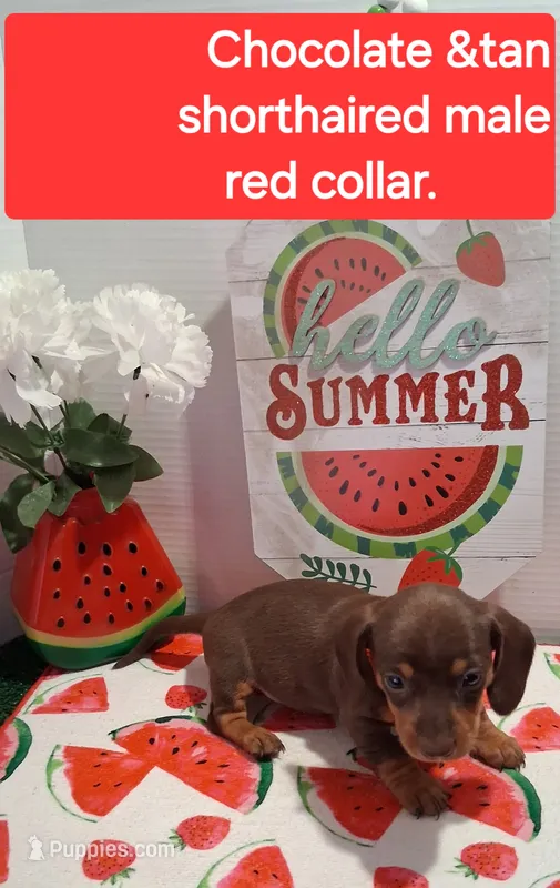 Red collar – Miniature Dachshund puppy for sale in Willard, NC