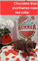 Red collar, a male Miniature Dachshund for sale in Willard, NC – 1 of 1