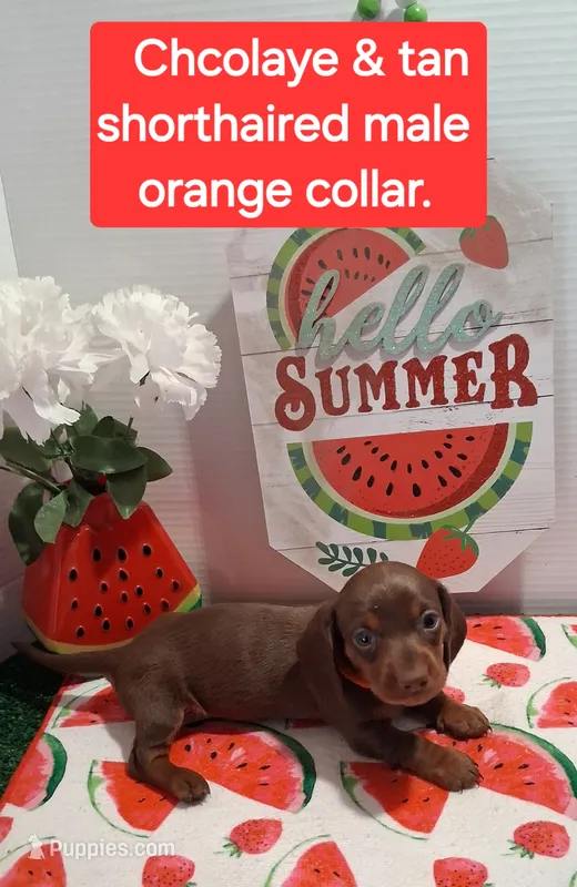 Orange – Miniature Dachshund puppy for sale in Willard, NC