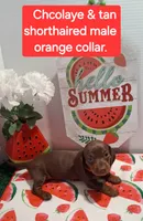 Orange, a male Miniature Dachshund for sale in Willard, NC – 1 of 1