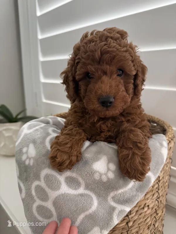 AKC … Max  – Poodle - Toy  puppy for sale in Kennedale, TX