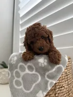 AKC … Max , a male Poodle - Toy  for sale in Kennedale, TX – 3 of 3