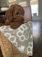 AKC … Max , a male Poodle - Toy  for sale in Kennedale, TX – 2 of 3