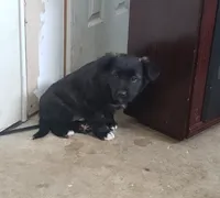 Fluffy, a female Boston Terrier and Labrador Retriever for sale in Shippensburg, PA – Photo 4 of 6