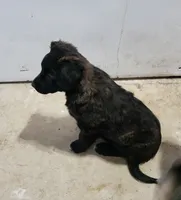 Fluffy, a female Boston Terrier and Labrador Retriever for sale in Shippensburg, PA – Photo 5 of 6