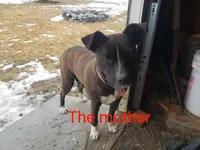 Fluffy, a female Boston Terrier and Labrador Retriever for sale in Shippensburg, PA – Photo 6 of 6