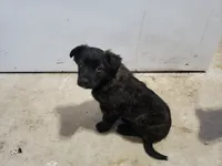 Fluffy, a female Boston Terrier and Labrador Retriever for sale in Shippensburg, PA – Photo 1 of 6