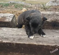 Fluffy, a female Boston Terrier and Labrador Retriever for sale in Shippensburg, PA – Photo 3 of 6