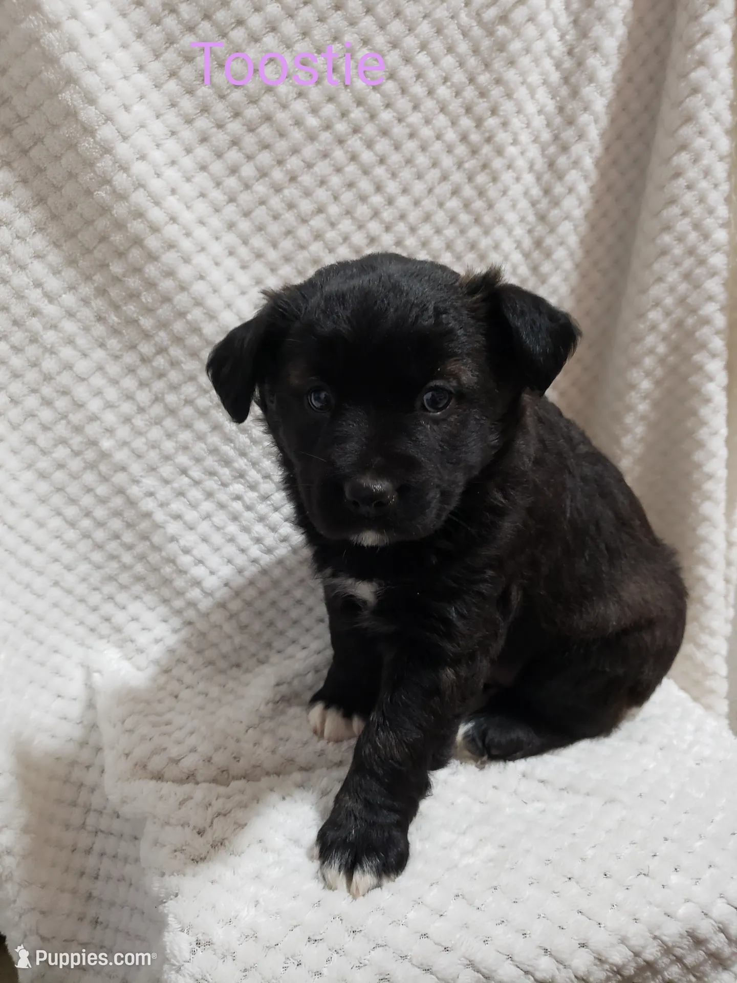 Fluffy, a female Boston Terrier and Labrador Retriever for sale in Shippensburg, PA – Photo 2 of 6