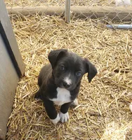 Rolo, a male Boston Terrier and Labrador Retriever for sale in Shippensburg, PA – Photo 4 of 5