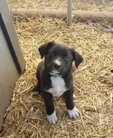 Rolo, a male Boston Terrier and Labrador Retriever for sale in Shippensburg, PA – Photo 2 of 5