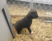 Rolo, a male Boston Terrier and Labrador Retriever for sale in Shippensburg, PA – Photo 3 of 5