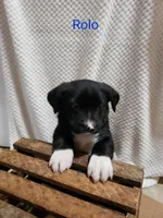 Rolo, a male Boston Terrier and Labrador Retriever for sale in Shippensburg, PA – Photo 1 of 5
