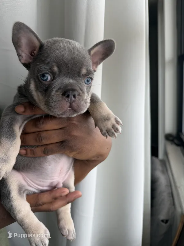 Havoc – French Bulldog puppy for sale in Brooklyn, NY