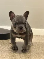 Havoc, a male French Bulldog for sale in Brooklyn, NY – Photo 4 of 4