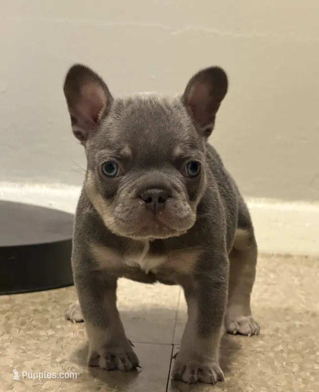 Havoc – French Bulldog puppy for sale in Brooklyn, NY