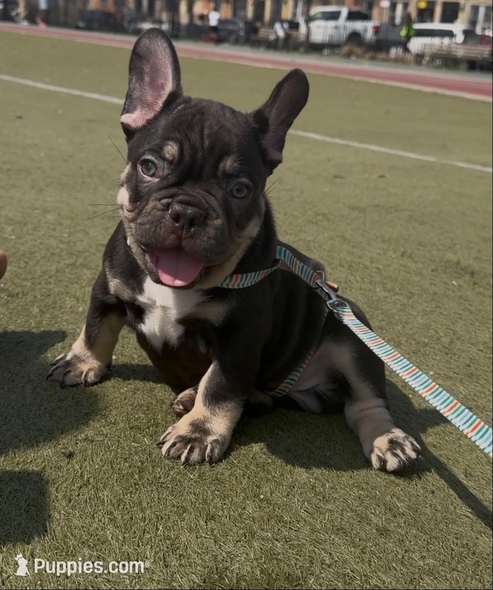 BJ – French Bulldog puppy for sale in Brooklyn, NY