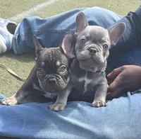 BJ, a male French Bulldog for sale in Brooklyn, NY – Photo 4 of 6