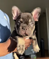BJ, a male French Bulldog for sale in Brooklyn, NY – Photo 5 of 6