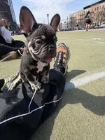 BJ, a male French Bulldog for sale in Brooklyn, NY – Photo 6 of 6