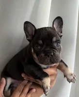 BJ, a male French Bulldog for sale in Brooklyn, NY – Photo 2 of 6