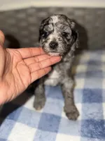 Chip, a female Goldendoodle and Bernedoodle for sale in Lake Dallas, TX – 2 of 3