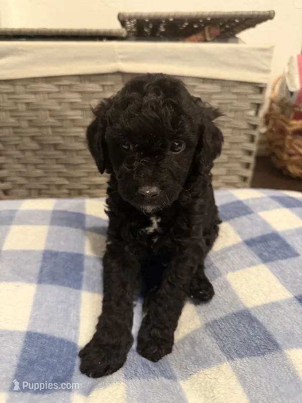 Cookie – Goldendoodle, Bernedoodle puppy for sale in Lake Dallas, TX