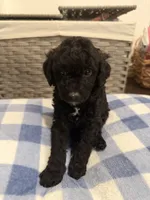 Cookie, a male Goldendoodle and Bernedoodle for sale in Lake Dallas, TX – 1 of 3