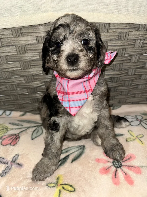 Chip – Goldendoodle, Bernedoodle puppy on hold in Lake Dallas, TX