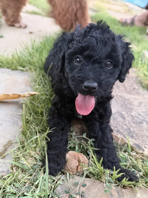 Cookie – Goldendoodle, Bernedoodle puppy for sale in Lake Dallas, TX