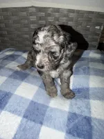 Chip, a female Goldendoodle and Bernedoodle for sale in Lake Dallas, TX – 3 of 3