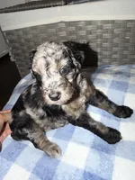 Oreo, a female Goldendoodle and Bernedoodle for sale in Lake Dallas, TX – 3 of 3