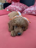 Honey, a female Goldendoodle and Bernedoodle for sale in Lake Dallas, TX – 2 of 4