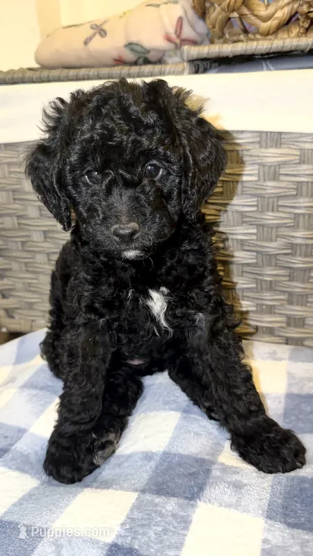 Cookie – Goldendoodle, Bernedoodle puppy for sale in Lake Dallas, TX