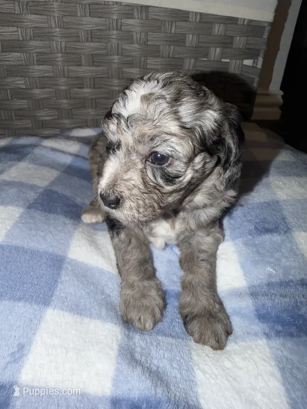 Chip – Goldendoodle, Bernedoodle puppy for sale in Lake Dallas, TX